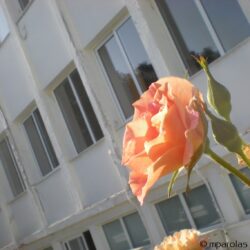 Αντικατάσταση παλαιών σιδερένιων κουφωμάτων με κουφώματα αλουμινίου στη ΒΦΛ Καβάλας